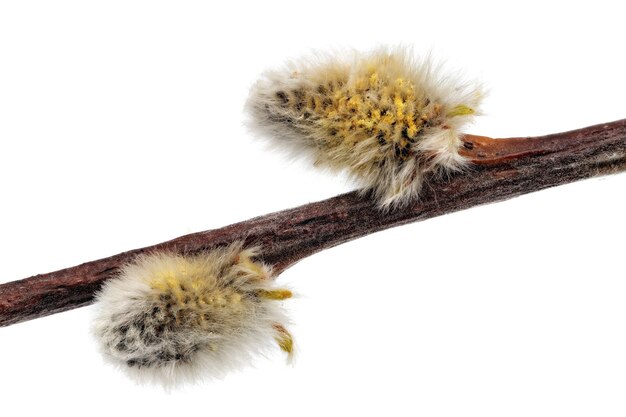 Premium Photo Branches Of The Pussy Willow With Flowering Bud Isolated