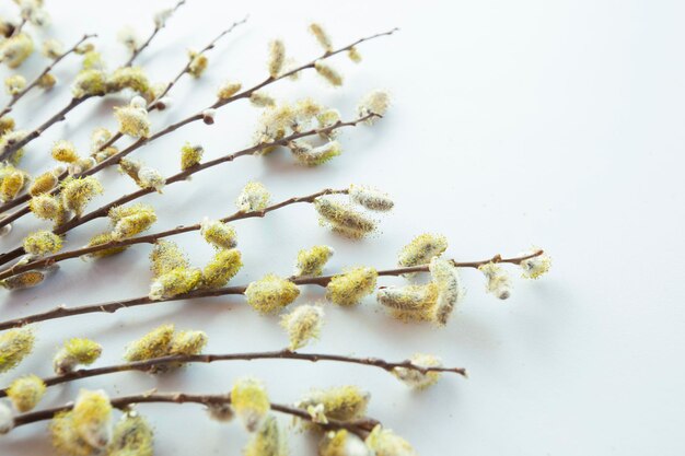 Premium Photo Branches Of Pussy Willows On White Background Flat Lay