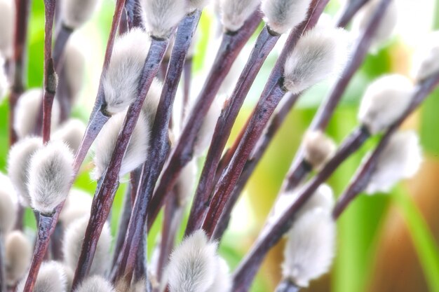 Premium Photo Close Spring Willow Pussy Flower On Green Leafs