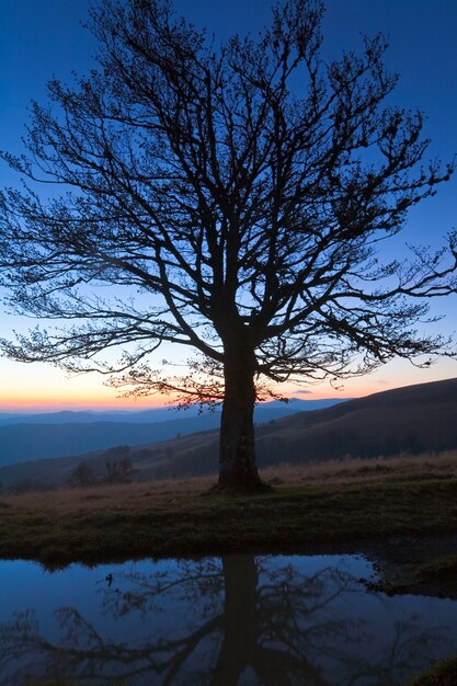 Premium Photo Lonely Autumn Naked Tree On Night Mountain Hill Top In