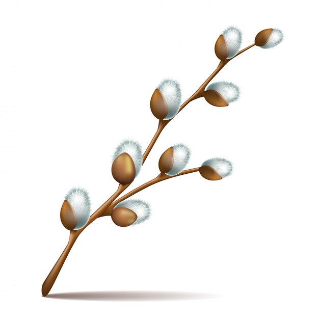 Premium Vector Spring Twigs Easter Blossom Pussy Willow Tree