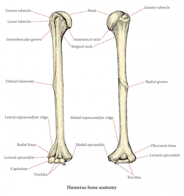 Anatomia Kosci Gornej Czesci Ramienia Czlowieka Rysunek Styl Vintage Ludzki Kosc Ramienna Premium Wektor