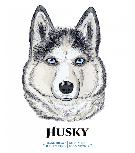 Husky pies portret, ręcznie rysowane ilustracji wektorowych Premium Wektorów