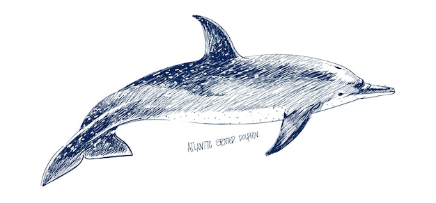 Ilustracyjny Rysunek Styl Atlantycki Kropkowany Delfin