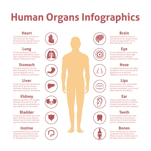 Organy Ludzkie Ikony Z Mężczyzną Rysunek Infografiki Zestaw
