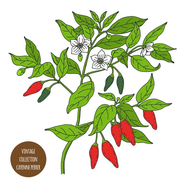 Pieprz Cayenne. Czerwony Pieprz. Vintage Botanika Wektor Ręcznie Rysowane Ilustracja Na Białym Tle. Styl Szkicu Zioła Kuchenne I Przyprawy. Premium Wektorów