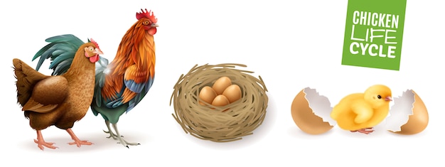 Realistyczny poziomy cykl życia kurczaka z żyznymi jajami koguta i nowo wyklutymi pisklętami Darmowych Wektorów