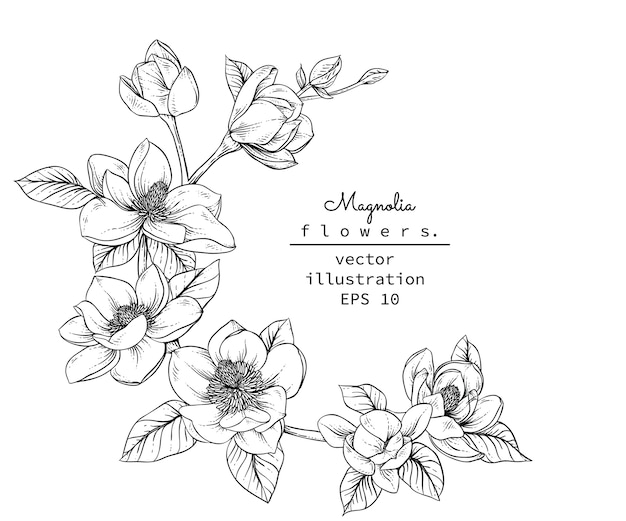 Rysunki Kwiat Magnolii Wektor Premium Pobieranie