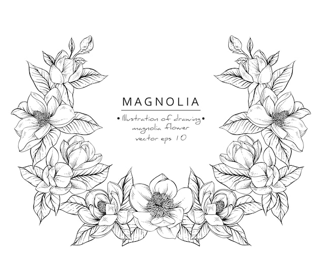 Rysunki Kwiat Magnolii Wektor Premium Pobieranie