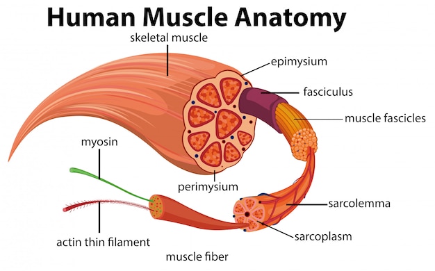 Anatomia Człowieka Zestaw Plansz