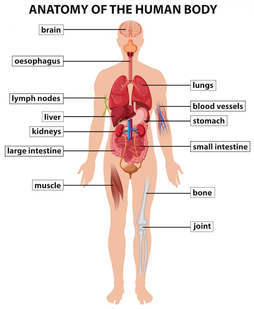Schemat Przedstawiający Anatomię Ludzkiego Ciała Wektor