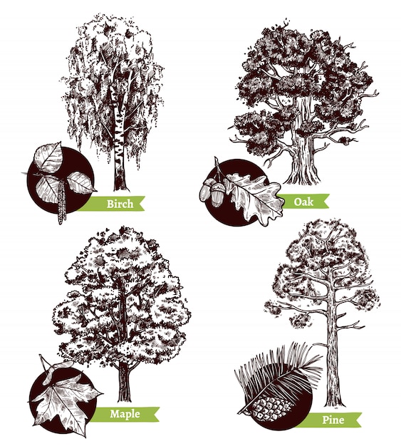 Szkic Drzewo Liście Projekt Koncepcji Wektor Darmowe
