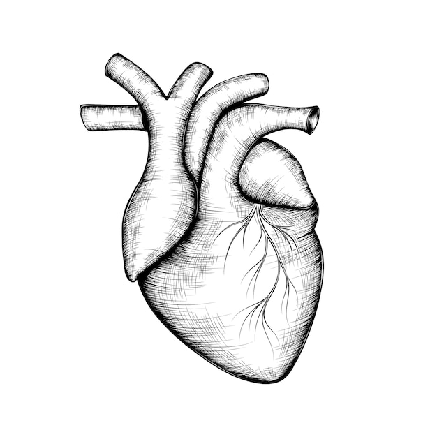 szkic-ludzkiego-serca-premium-wektor