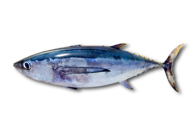 Albacore tuńczyka thunnus alalunga ryba odizolowywająca Premium Zdjęcia