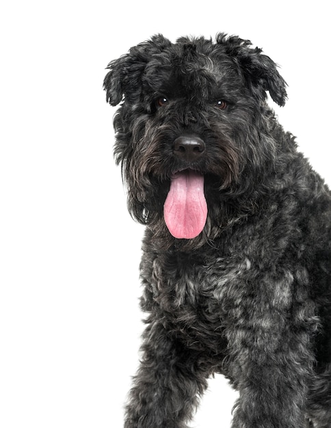 Bouvier Des Flandres Zdyszany Pies Wyciety Zdjecie Premium