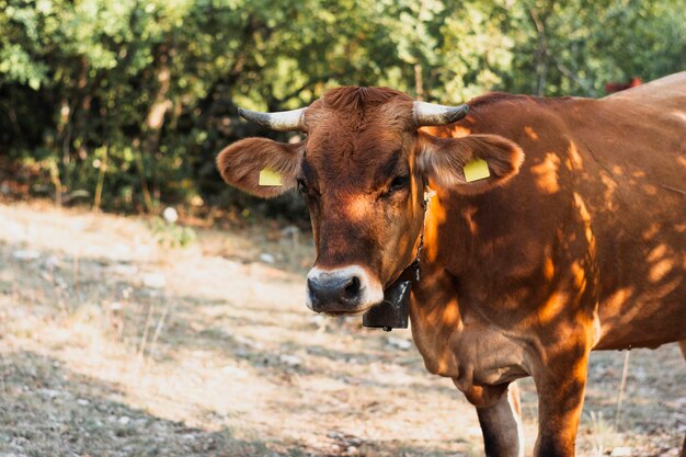 Brown Krowy Pozycja Na Wsi Drodze Darmowe Zdjęcia
