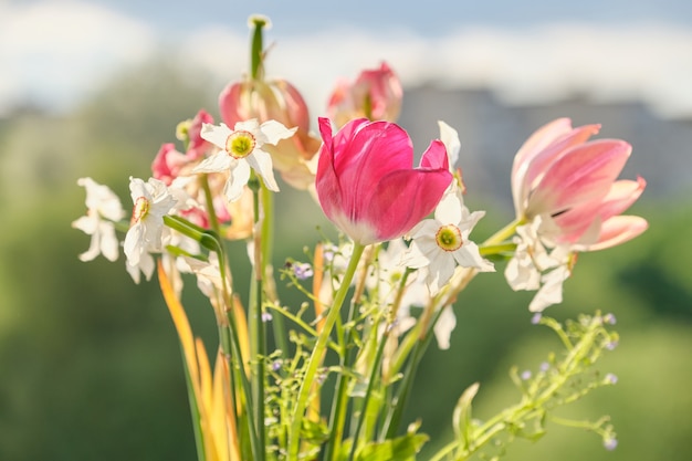 Bukiet Wiosennych Kwiatów Tulipanów I Białych żonkili | Zdjęcie ...