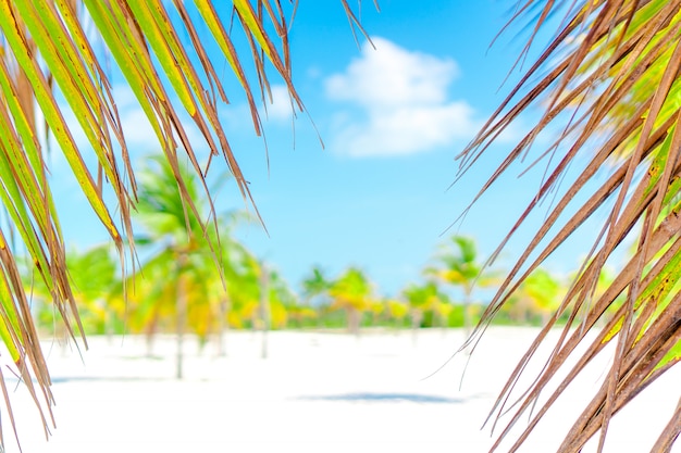 Drzewka palmowe na białej piasek plaży. playa sirena. cayo largo. kuba. Premium Zdjęcia