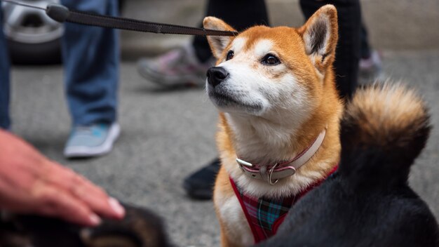 ładny Portret Psa Shiba Inu Zdjęcie Premium Pobieranie