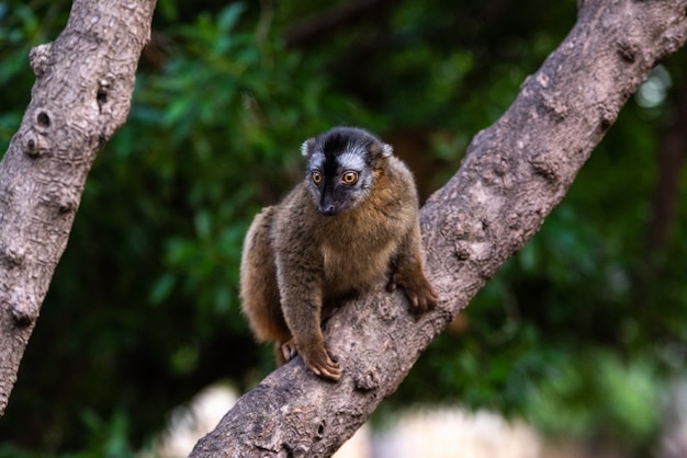 Lemur Mangusta Eulemur Mongoz Lemuridae Spoczywajacy Na Galezi W