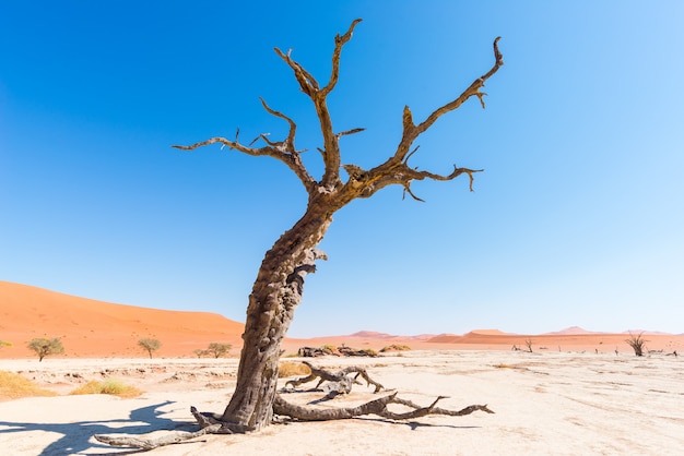 Malownicze sossusvlei i deadvlei, glina i solniczka z plecionymi drzewami akacji otoczonymi majestatycznymi wydmami Premium Zdjęcia
