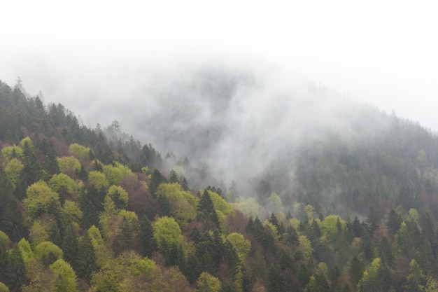 Mglisty Mgłowy Góra Krajobraz Z Jedlinowym Lasem W Niskiej Lying On The Beach Chmurze. Karpaty. Premium Zdjęcia