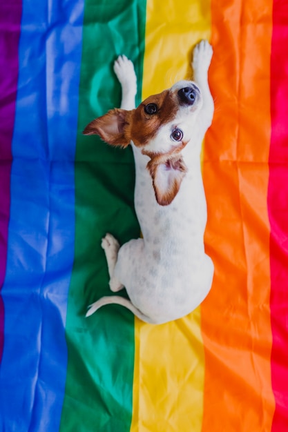 Śliczny psi jack russell siedzi na tęczy flaga lgbt w sypialni. świętuj dumę miesiąc i koncepcja pokoju na świecie Premium Zdjęcia