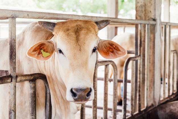 Stado Krów Z Bliska Na Krów Rasy American Thai Brahman W Oborze Na Farmie Mlecznej. Pojęcie Rolnictwa, Hodowli I Hodowli Zwierząt. Premium Zdjęcia