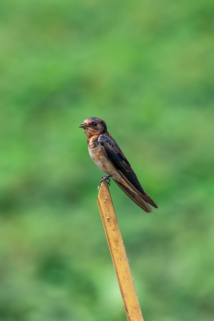 Stodola Jaskolka Ptak Hirundo Rustica Na Galezi Ptak Zwierze Zdjecie Premium