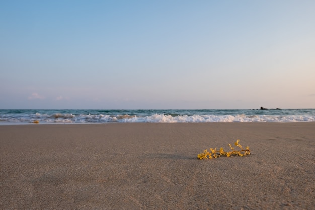 Wodorosty Na Plaży Premium Zdjęcia