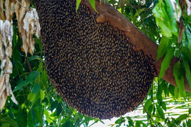 Abeja Grande Colmena Panal En Rama De Arbol En La Naturaleza Foto Premium