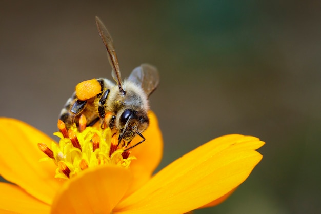 Abeja O Abeja En Flor Amarilla Recoge Néctar. Abeja Dorada Sobre Polen ...