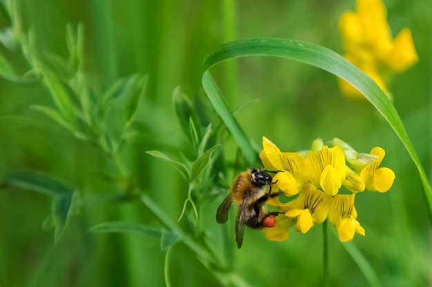 Una abeja que recoge el néctar de la flor fondo verde natural Foto