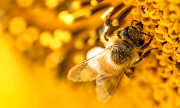 La abeja recolecta el néctar de las flores de girasol Foto Premium