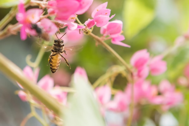 Una Abeja Volando Hacia La Hermosa Flor Foto Premium