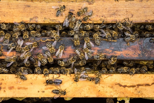 Las Abejas Obreras En Honeycells Foto Premium 9848