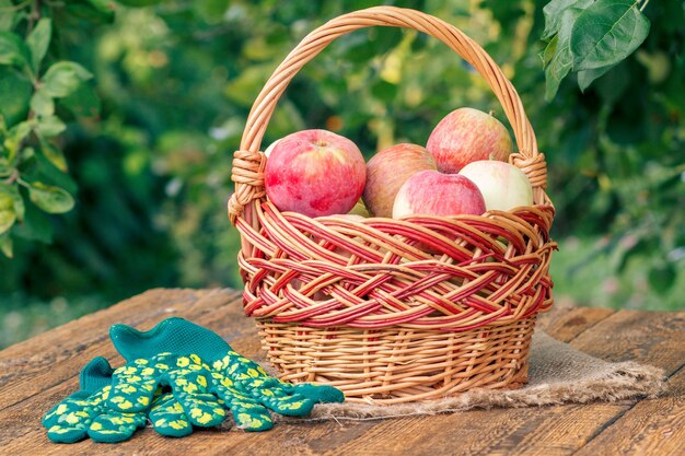 Acabo de recoger manzanas en una canasta de mimbre y guantes de jardín