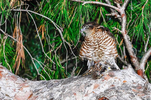 Accipiter Nisus El Halc N N Es Una Especie De Ave Accipitriforme De