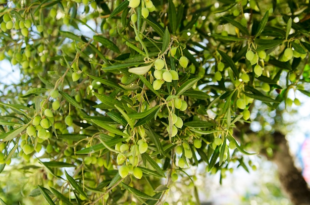 Aceitunas verdes en la rama de un árbol. pequeña caída saludable y