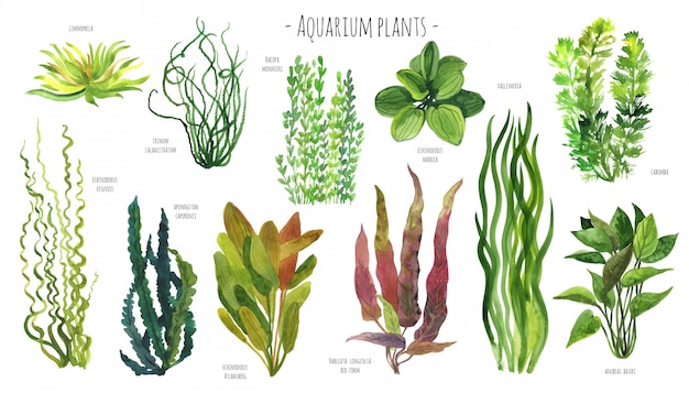 acuario-plantas-acuarelas-foto-premium