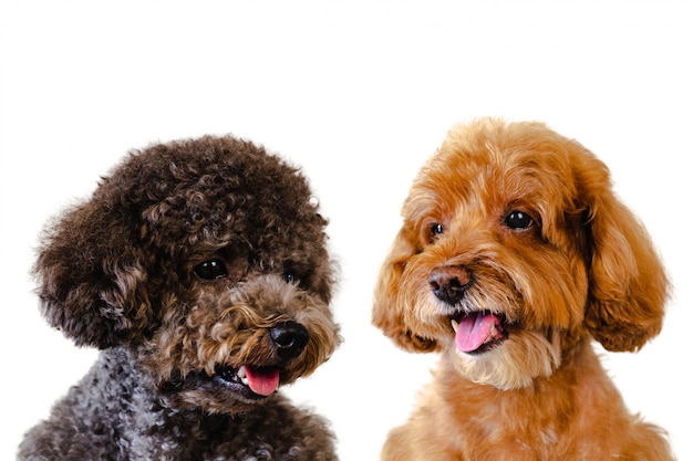 Adorable Sonriente Marron Y Negro Toy Poodle Perros Sobre Fondo Blanco Foto Premium