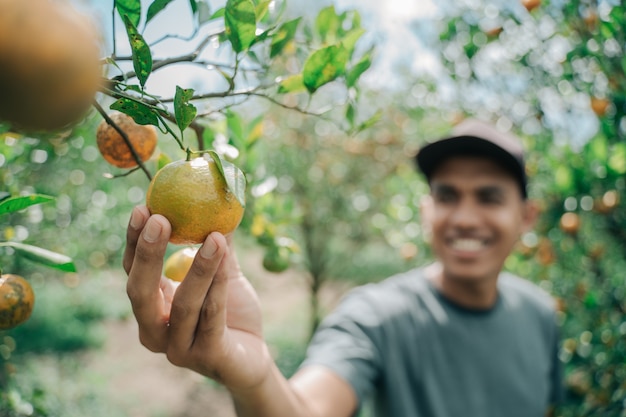 Un Agricultor Feliz Cosecha Fruta Naranja En La Plantación De Naranjos