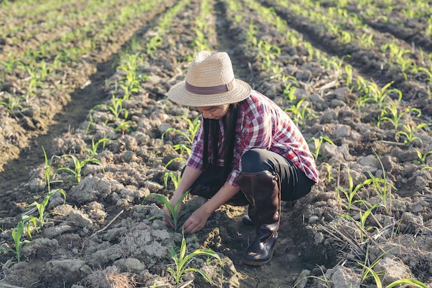 Agricultor mujer mira maíz en el campo. Foto gratis