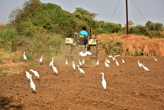 Agricultor No Identificado En Tractor Preparando La Tierra Para Sembrar