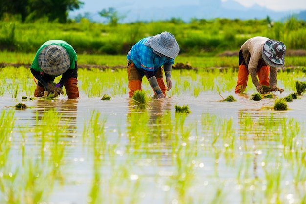 Los Agricultores Están Plantando Arroz En La Granja Los Agricultores Se Inclinan Para Cultivar 8407