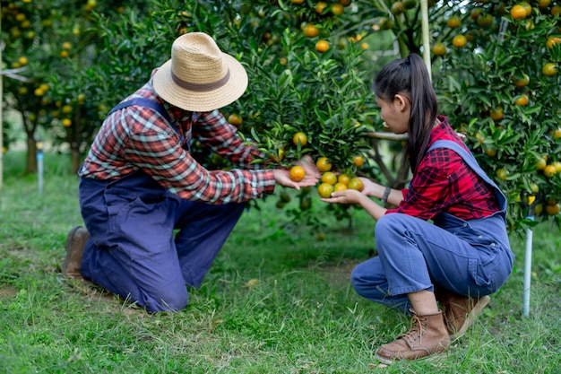 Los Agricultores Recogen Naranjas Juntos Foto Gratis