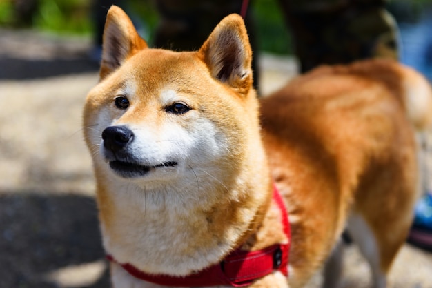 Akita inu, aka hachi, perro cachorro | Foto Premium