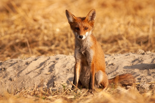 Alerta Zorro Rojo Sentado En El Suelo Foto Premium