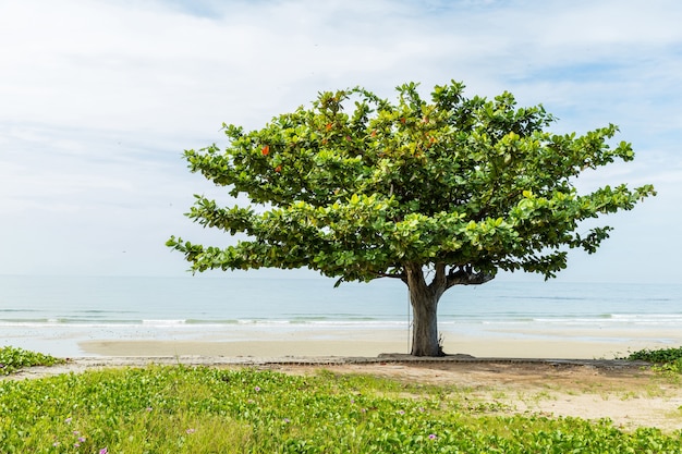 Almendro de playa | Foto Premium