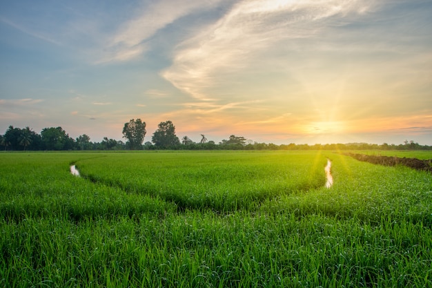 Amanecer en el campo de arroz | Foto Premium